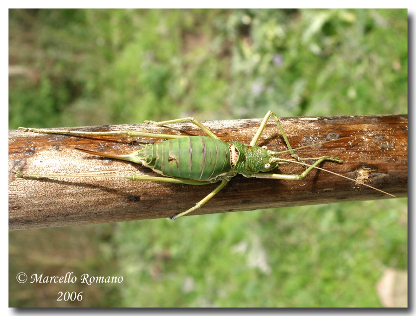 Uromenus sp.